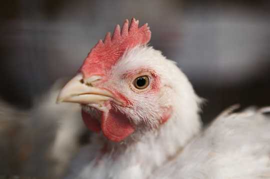 Encontrar signos de felicidad en los pollos podría ayudarnos a comprender sus vidas en cautiverio