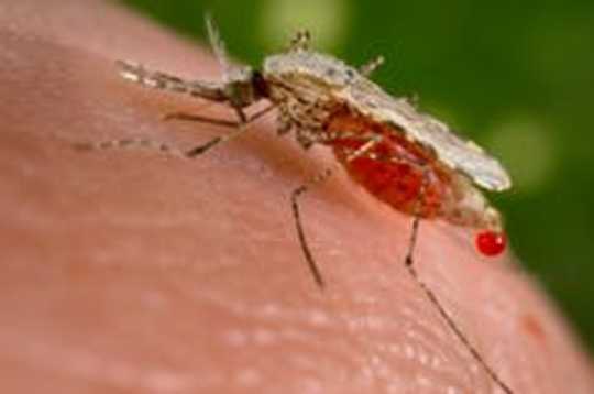 곰팡이와 말라리아 싸움 : 생물 학자 곰팡이 퇴치위한 곰팡이