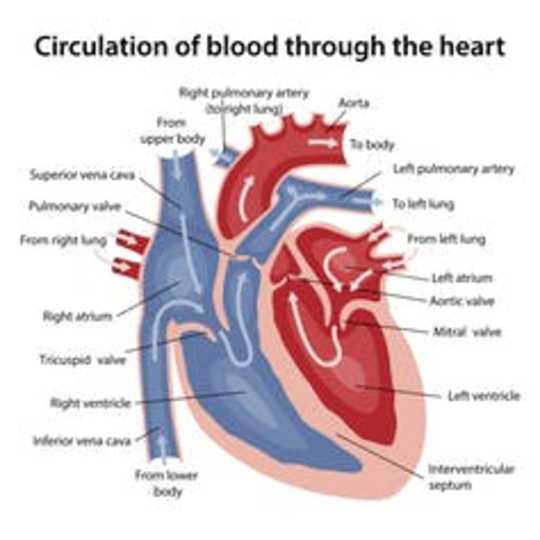 5 أسئلة مجابة حول تتبع معدل ضربات القلب