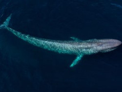 Eläinten näkökulmat Corona-viruksessa: siniset valaat