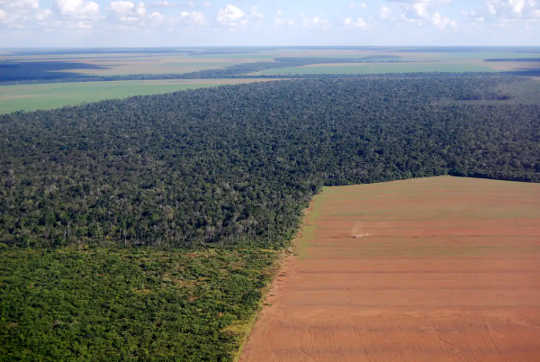 Ein großes Sojafeld schneidet in den Wald in Brasilien (wie unsere Nahrungsauswahl in Wälder schneidet und uns den Viren näher bringt)