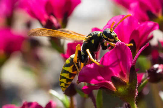 Một con ong đang thụ phấn. (tại sao ong bắp cày trở nên khó chịu vào cuối mùa hè)