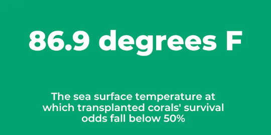 Valtameren lämpeneminen uhkaa koralliriuttoja ja saattaa pian vaikeuttaa niiden palauttamista