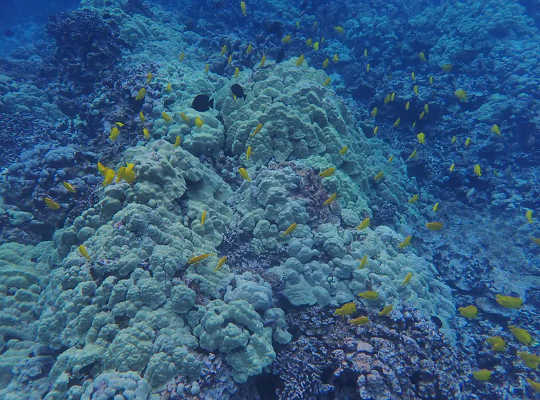 Valtameren lämpeneminen uhkaa koralliriuttoja ja saattaa pian vaikeuttaa niiden palauttamista