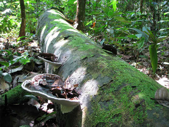 Døde trær, som denne i Peru, slipper karbon ut i atmosfæren når de råtner vekk.