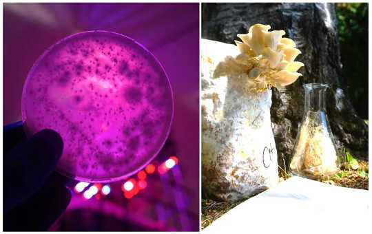 Beralih dari spora jamur pada cawan Petri (kiri) ke alas jamur alami (kanan)