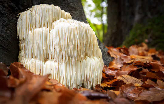 Le cuir végétalien fabriqué à partir de champignons pourrait façonner l'avenir de la mode durable