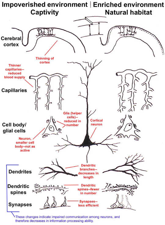 Esta ilustração mostra diferenças no córtex cerebral em animais mantidos em ambientes empobrecidos (cativos) e enriquecidos (naturais).