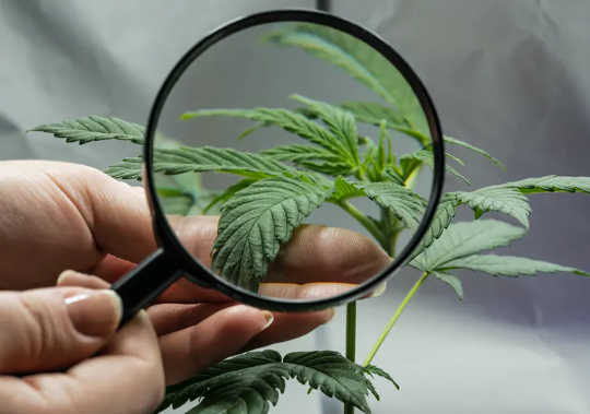 10 För- och nackdelar med legalisering av cannabis