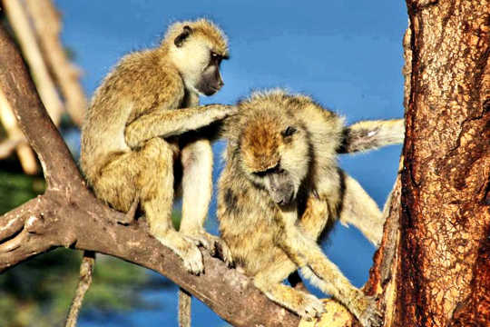 Manliga babianer med kvinnliga kompisar lever längre