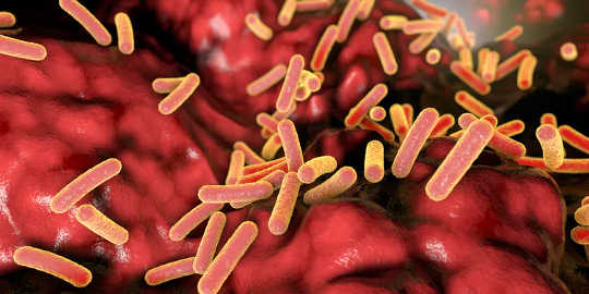 Un'illustrazione di Faecalibacterium prausnitzii, un'abbondante specie batterica presente nell'intestino umano. Si ritiene che dia protezione contro le malattie infiammatorie intestinali, il morbo di Crohn e il cancro del colon.