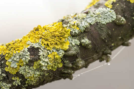 Les lichens sont des moniteurs naturels de la pollution atmosphérique que les enfants peuvent mesurer pour suivre leur environnement local.