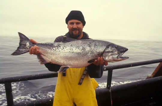 Salmon yang ditangkap di Lautan Pasifik adalah hadiah utama. (orang tidak makan cukup ikan dan kehilangan faedah kesihatan yang kuat)