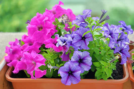 Petunia adalah salah satu jenis tanaman yang ditambahkan ke kebun depan peserta. (taman depan hijau mengurangkan tekanan fisiologi dan psikologi)