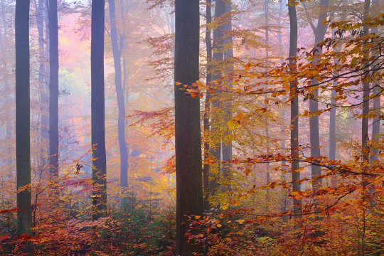 在秋天落葉的落葉喬木，每個季節可吸收的碳量固定。
