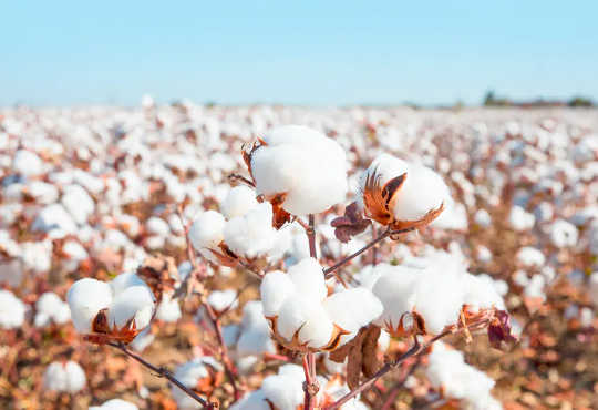 綿花は、水が不足している世界の一部で栽培されることがよくあります。 （綿花畑から埋め立て地までシャツをたどると、ファストファッションの真のコストがわかります）