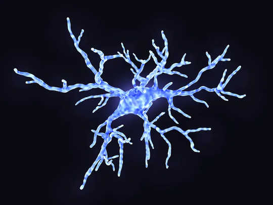 Microglia sunt celule imune specializate din creier. În stări sănătoase, își folosesc brațele pentru a testa mediul.