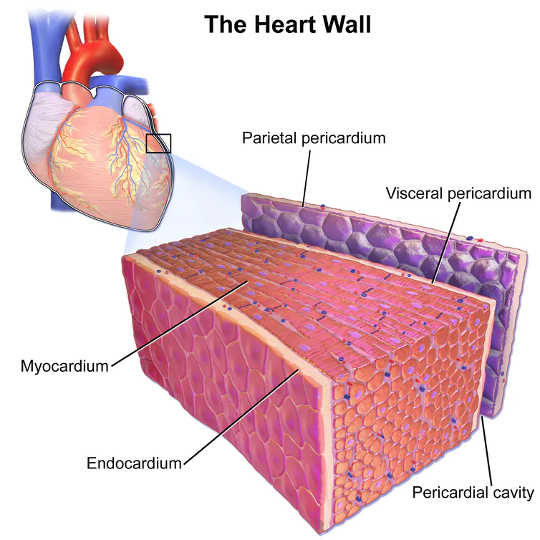 ngay cả khi bạn không có triệu chứng tại sao covid 19 có thể gây hại cho tim của bạn