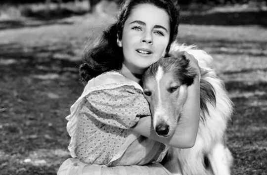 年輕的伊麗莎白·泰勒（Elizabeth Taylor）和狗“帕爾”（Pal）和羅迪·麥克多沃爾（Roddy McDowall）一起出現在原始的《 Lassie Come Home》（1943年）中。