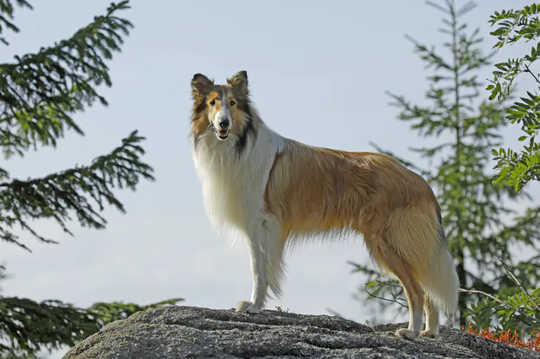 Lassie Come Home (Again) : 리메이크는 애완 동물과의 유대를 상기시켜줍니다.
