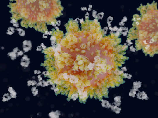Apabila antibodi (putih) mengikat protein lonjakan yang menutupi permukaan virus, SARS-CoV-2 tidak lagi dapat menjangkiti sel manusia.