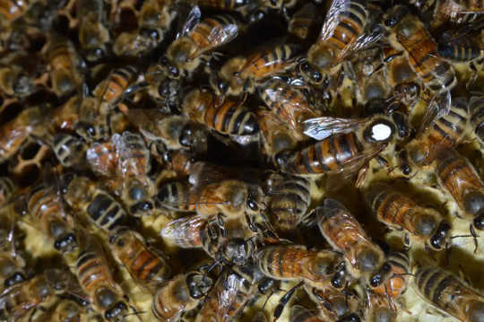 Pszczoły miodne pozostają zdrowe w tak bliskiej odległości