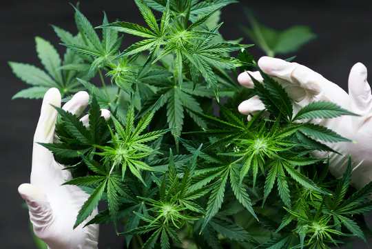 Apakah Cannabis Benar-Benar Mempengaruhi Memori? Inilah yang Penelitian Saat Ini Katakan