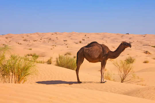 Un seul chameau dromadaire dans le désert