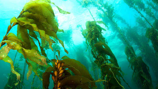 rumput laut raksasa