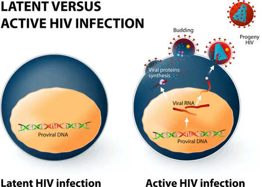 ¿El coronavirus persiste en el cuerpo? Lo que sabemos sobre cómo los virus en general se cuelgan en el cerebro y los testículos