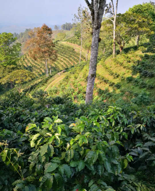 حکایت دو کشاورز قهوه: چگونه آنها در زنده ماندن از همه گیر در هندوراس استفاده می کنند