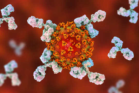 एक कोरोनावायरस पर हमला करने वाले एंटीबॉडी।