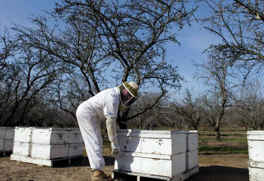Пчеловод в защитном костюме проверяет ульи в миндальном саду Калифорнии.