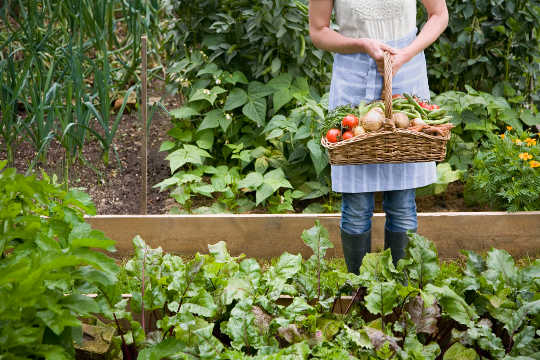 6 điều cần xem xét khi quy hoạch vườn rau