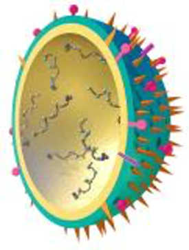 3D-afbeelding van een griepvirus. Het heeft geen zin om antibiotica te nemen voor virale infecties.