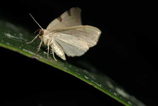 Les papillons font le quart de nuit des pollinisateurs - et ils travaillent plus dur que les insectes diurnes