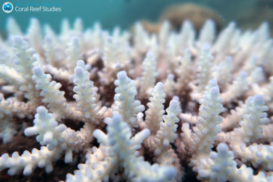 Kami Hanya Menghabiskan Dua Minggu Mensurvei Great Barrier Reef. Apa Yang Kita Lihat Adalah Tragedi Utter