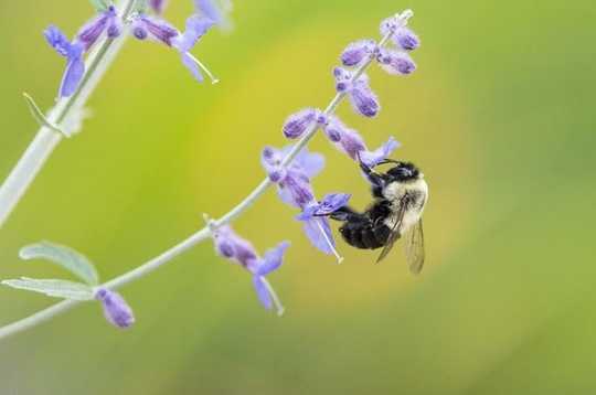 Paano Nakakasakit ang 'Bee-Washing' Bees At Maling Consumers
