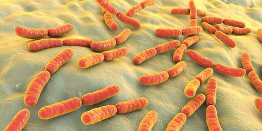 Comment garder votre microbiome intestinal en bonne santé pour lutter contre le COVID-19