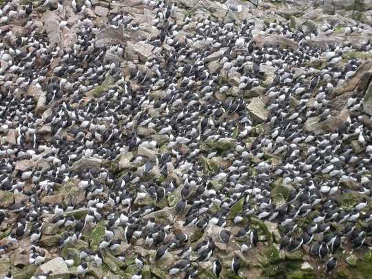 有记录以来最严重的海洋热浪在北太平洋杀死了XNUMX万只海鸟