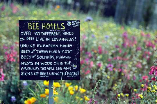 Bagaimana 'Bee-Washing' Hurts Bees And Misleads Consumers
