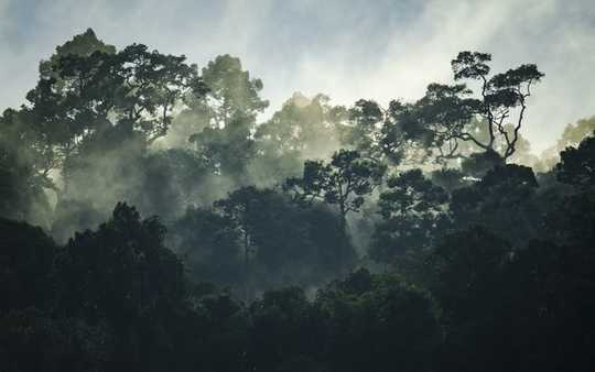 Miksi sademetsät menettävät voimansa auttaa ihmiskuntaa