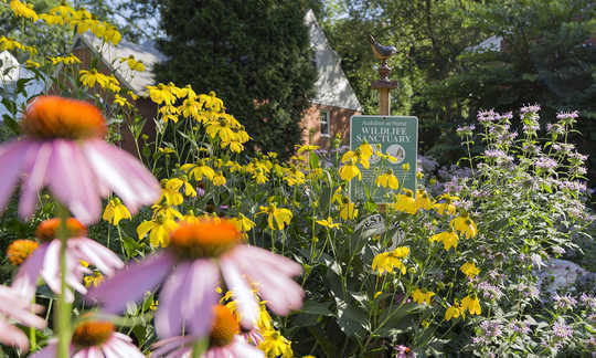 How to Turn Your Yard Into an Ecological Oasis