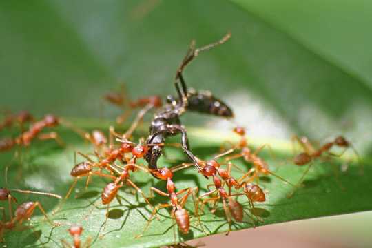 Waarom we moeten leren van alle insecten te houden