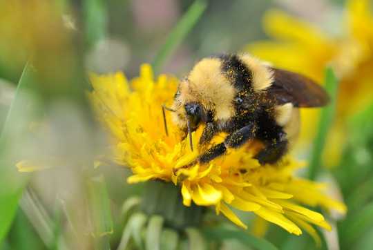 春は次世代の受粉者を産むようにミツバチに信号を送る