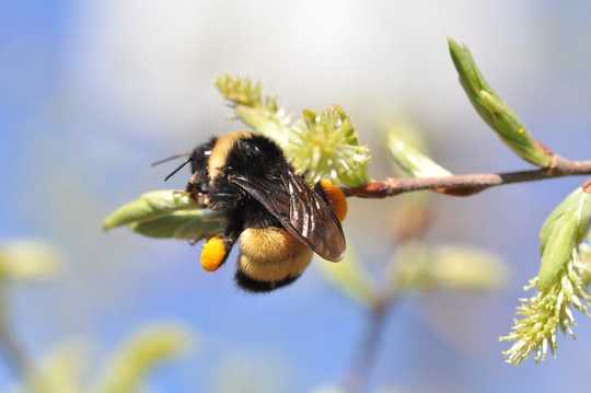春の最初の日–明るく暖かく–は、ミツバチが冬眠から目覚め、将来のコロニーを構築し始める生物学的トリガーです。