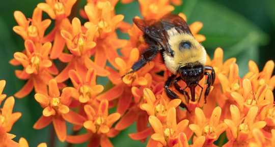 Paano Nakakasakit ang 'Bee-Washing' Bees At Maling Consumers