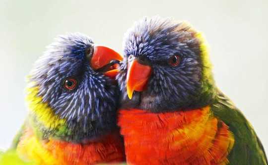 鳥類可以教我們如何選擇夥伴並使其持久