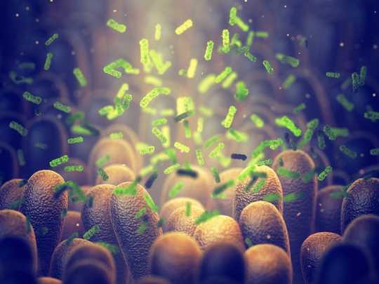 ¿Qué son los probióticos y cómo podría beneficiarse de ellos?