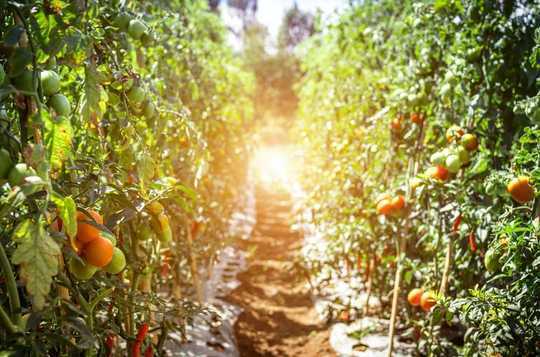 Bakit Ang Tsina Ay Lumilitaw Bilang Isang Lider Sa Sustainable At Organic Agriculture